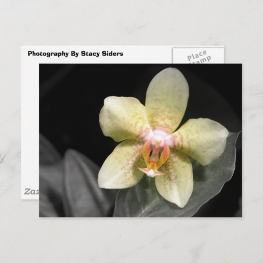 Hellgelbe Orchidee Postkarte (Vorne/Hinten)