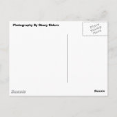 Hellgelbe Orchidee Postkarte (Rückseite)