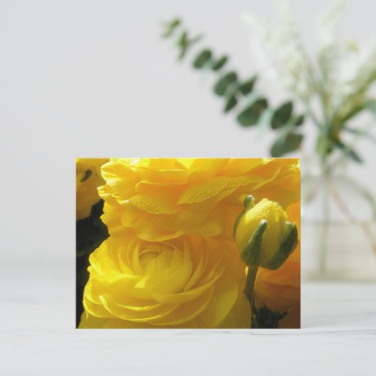 Hellgelbe Ranunculus-Blume Postkarten (Stehend Vorderseite)