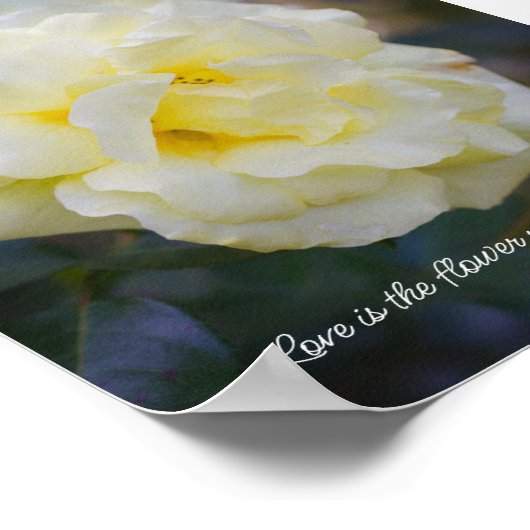 Hellgelbe Rose Poster (Ecke)
