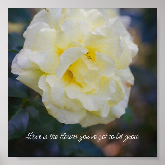 Hellgelbe Rose Poster (Vorne)