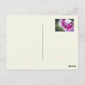 Hellgelbe Rose Postkarte (Rückseite)