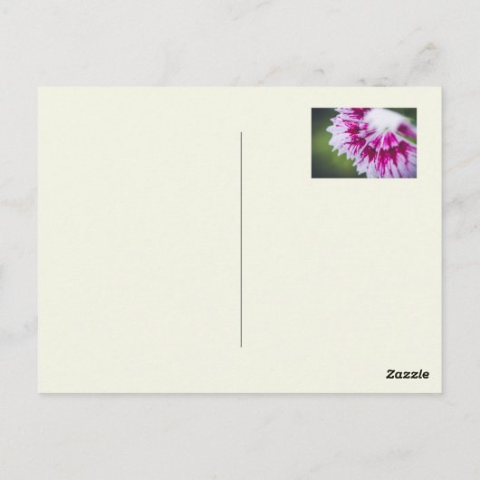 Hellgelbe Rose Postkarte (Rückseite)