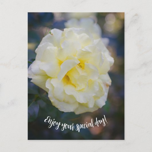 Hellgelbe Rose Postkarte (Vorderseite)