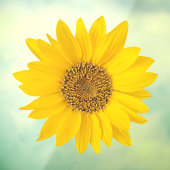 Hellgelbe Sonnenblume Fensteraufkleber (Blatt 3)