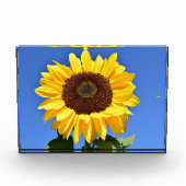 Hellgelbe Sonnenblume Fotoblock (Vorderseite)