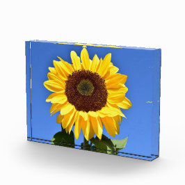 Hellgelbe Sonnenblume Fotoblock