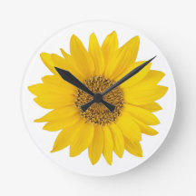 Hellgelbe Sonnenblume im weißen Hintergrund