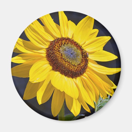 Hellgelbe Sonnenblume Magnet (Vorne)