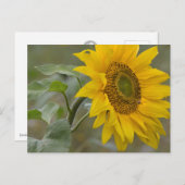 Hellgelbe Sonnenblume nah-up Foto CC0019 Postkarte (Vorne/Hinten)