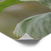 Hellgelbe Sonnenblume nah-up Foto CC0034 Poster (Ecke)