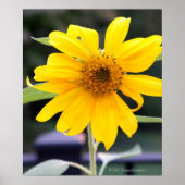 Hellgelbe Sonnenblume Poster (Vorne)