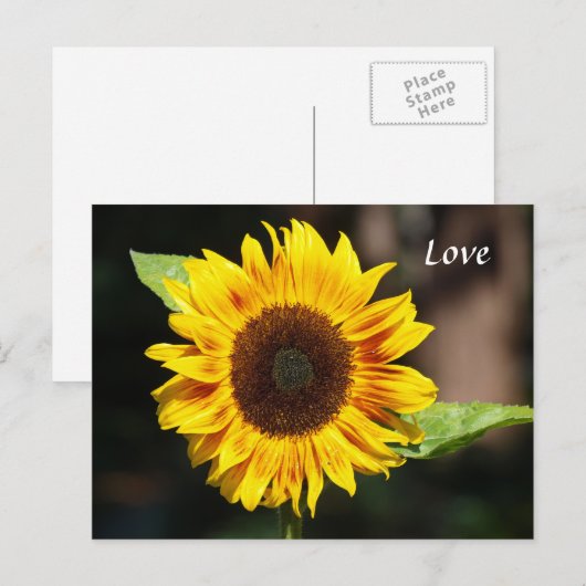 Hellgelbe Sonnenblume Postkarte (Vorne/Hinten)