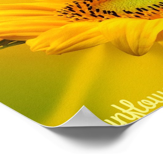 Hellgelbe Sonnenblumen Matte Wall Art Poster (Ecke)