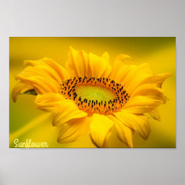Hellgelbe Sonnenblumen Matte Wall Art Poster