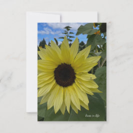 Hellgelbe Sonnenblumen und blauer Himmel Mitteilungskarte