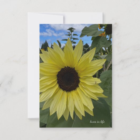 Hellgelbe Sonnenblumen und blauer Himmel Mitteilungskarte (Vorderseite)