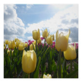 Hellgelbe und rosa Tulpen mit Blue Sky Poster (Vorderseite)
