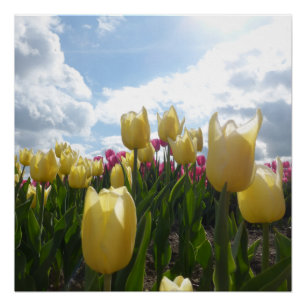 Hellgelbe und rosa Tulpen mit Blue Sky Poster