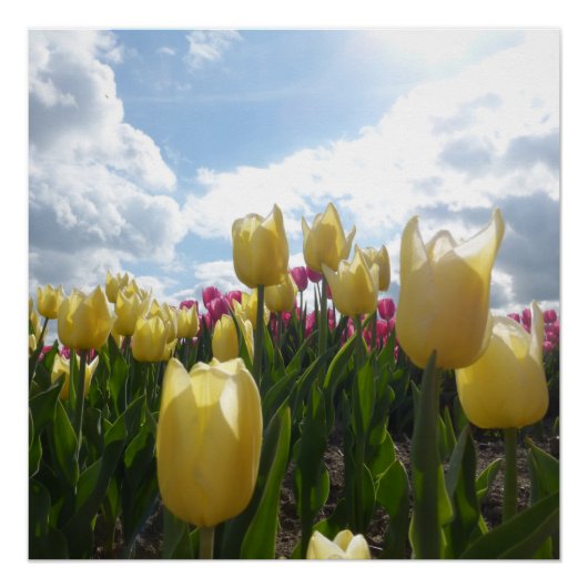 Hellgelbe und rosa Tulpen mit Blue Sky Poster (Vorderseite)