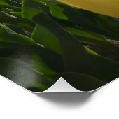 Hellgelbe und rosa Tulpen mit Blue Sky Poster (Ecke)