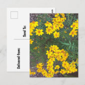 Hellgelbe Wildblumen im Naturpark Postkarte (Vorne/Hinten)