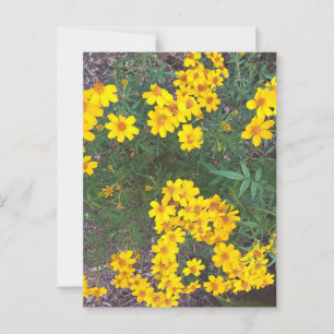 Hellgelbe Wildblumen im Naturpark Postkarte