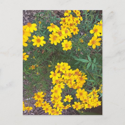Hellgelbe Wildblumen im Naturpark Postkarte (Vorderseite)