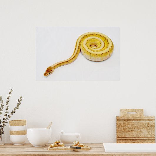 Hellgelber Ball Python Poster (Küche)