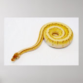 Hellgelber Ball Python Poster (Vorne)