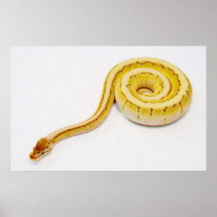 Hellgelber Ball Python Poster
