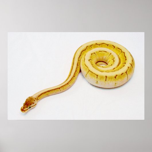 Hellgelber Ball Python Poster (Vorne)