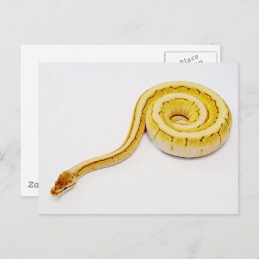 Hellgelber Ball Python Postkarte (Vorne/Hinten)