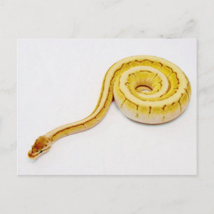 Hellgelber Ball Python Postkarte