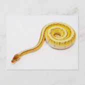 Hellgelber Ball Python Postkarte (Vorderseite)