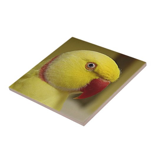 Hellgelber Lutino Indischer Ringackparrot Fliese (Seite)