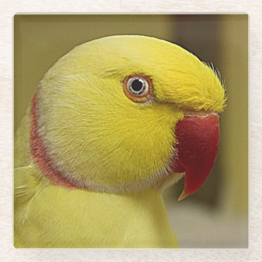 Hellgelber Lutino Indischer Ringackparrot Glasuntersetzer (Vorderseite)