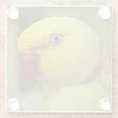 Hellgelber Lutino Indischer Ringackparrot Glasuntersetzer (Rückseite)