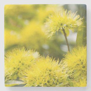 Hellgelber Viehbaum Steinuntersetzer