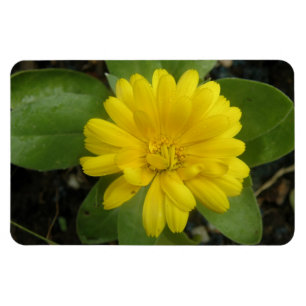 Hellgelbes Marigold Premium Magnet