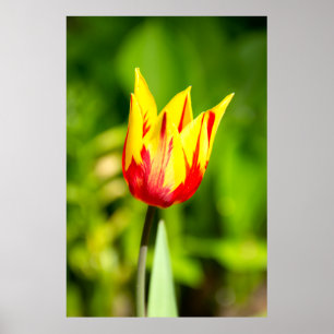 Hellgelbes Tulpengelb-Foto Poster