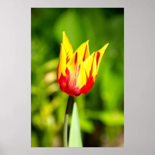 Hellgelbes Tulpengelb-Foto Poster (Vorne)