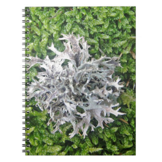 Hellgraue Flechte auf schem Moos Notizblock