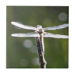 Hellgraue Libelle Fliese