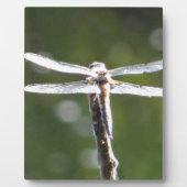 Hellgraue Libelle Fotoplatte (Vorderseite)