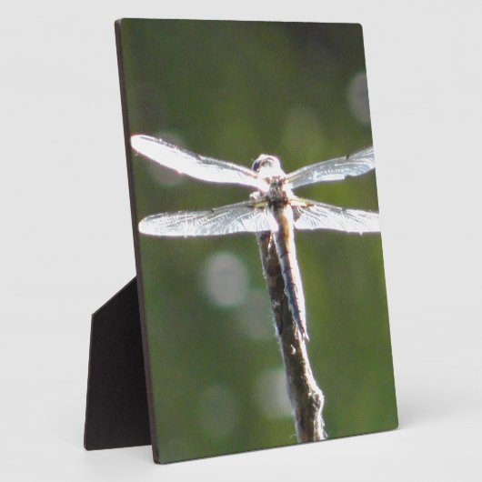 Hellgraue Libelle Fotoplatte (Seite)