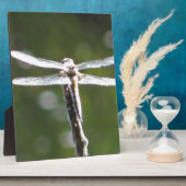 Hellgraue Libelle Fotoplatte (Seite)