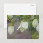 Hellgrüne Blume Postkarte (Vorne/Hinten)
