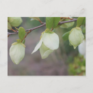 Hellgrüne Blume Postkarte