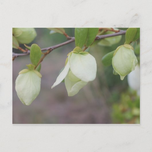 Hellgrüne Blume Postkarte (Vorderseite)